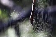 Leaf-curling Spider (Phonognatha graeffei)